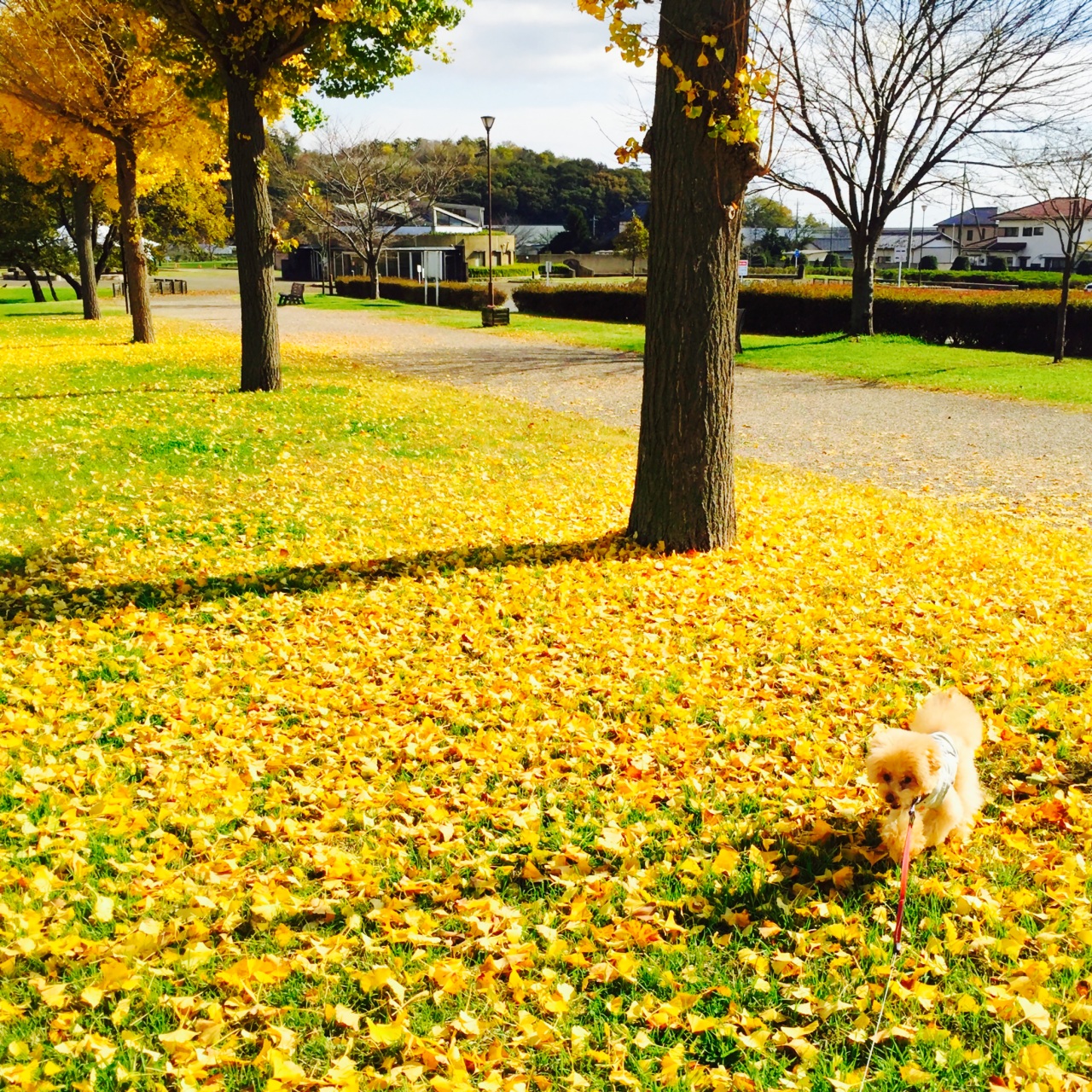 ���@�ʐ^�B