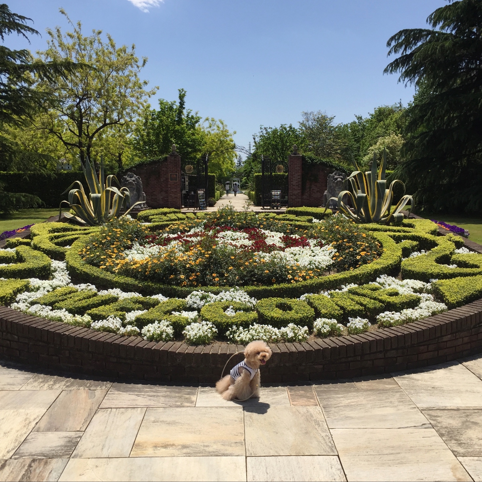 �W���C�{