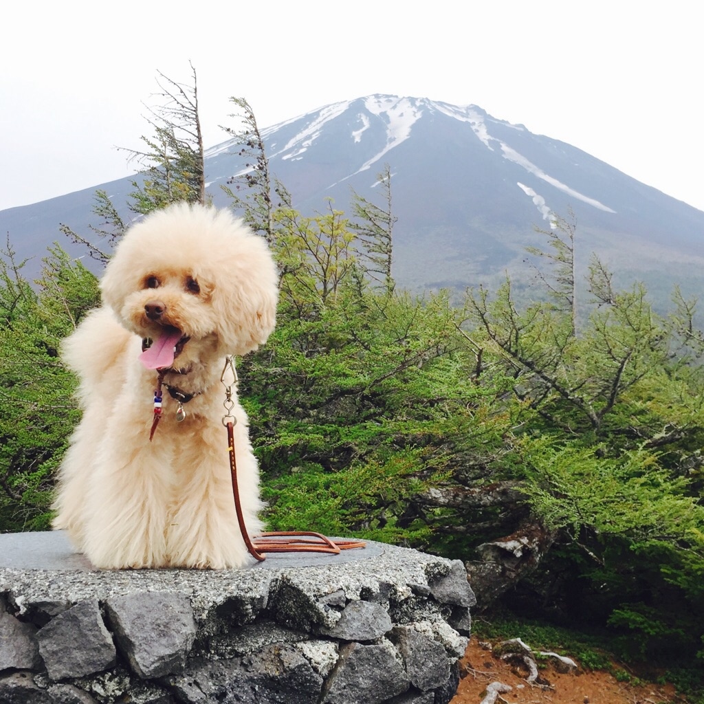 �܍��ڃn�C�L���O