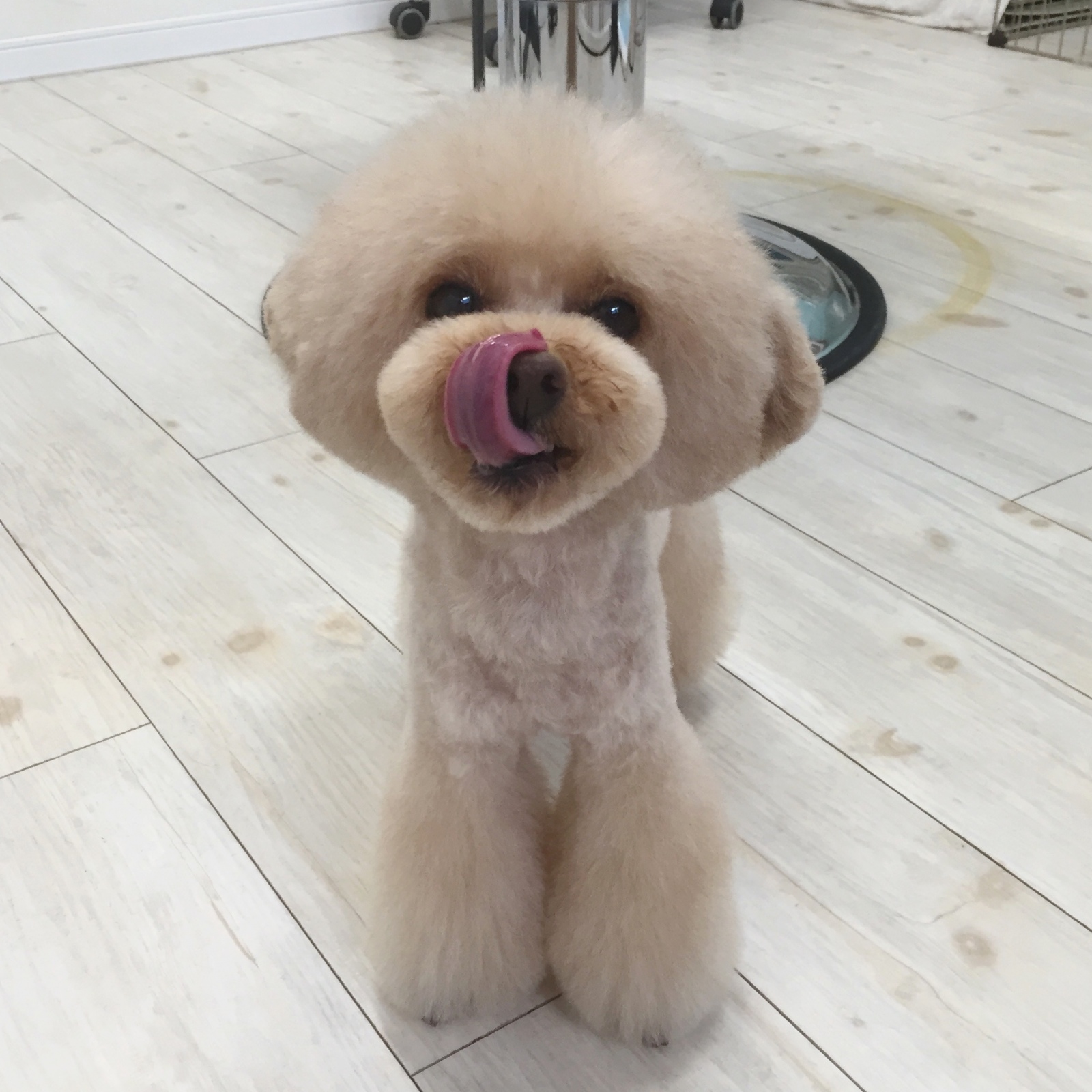 �g���~���O