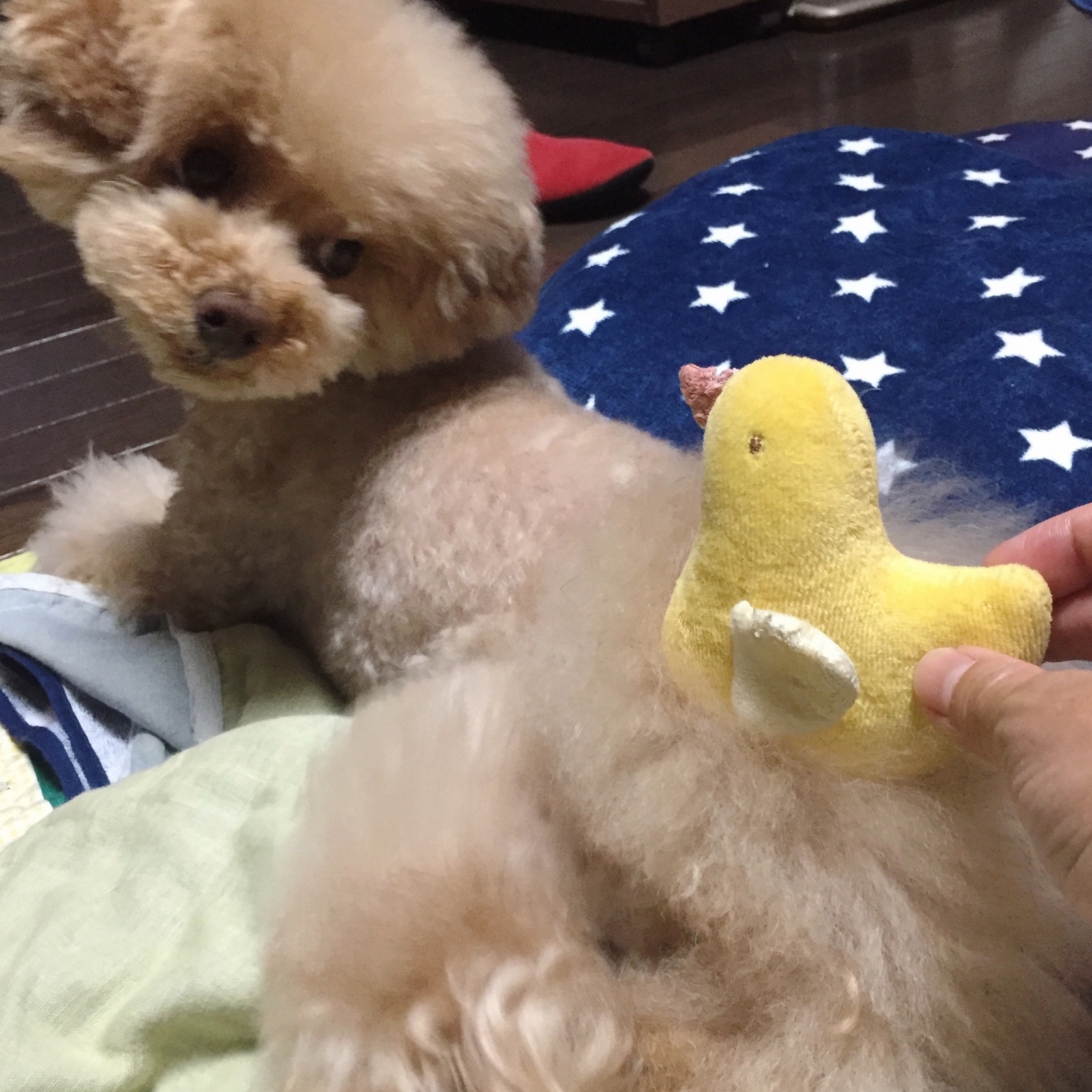 �䂸������