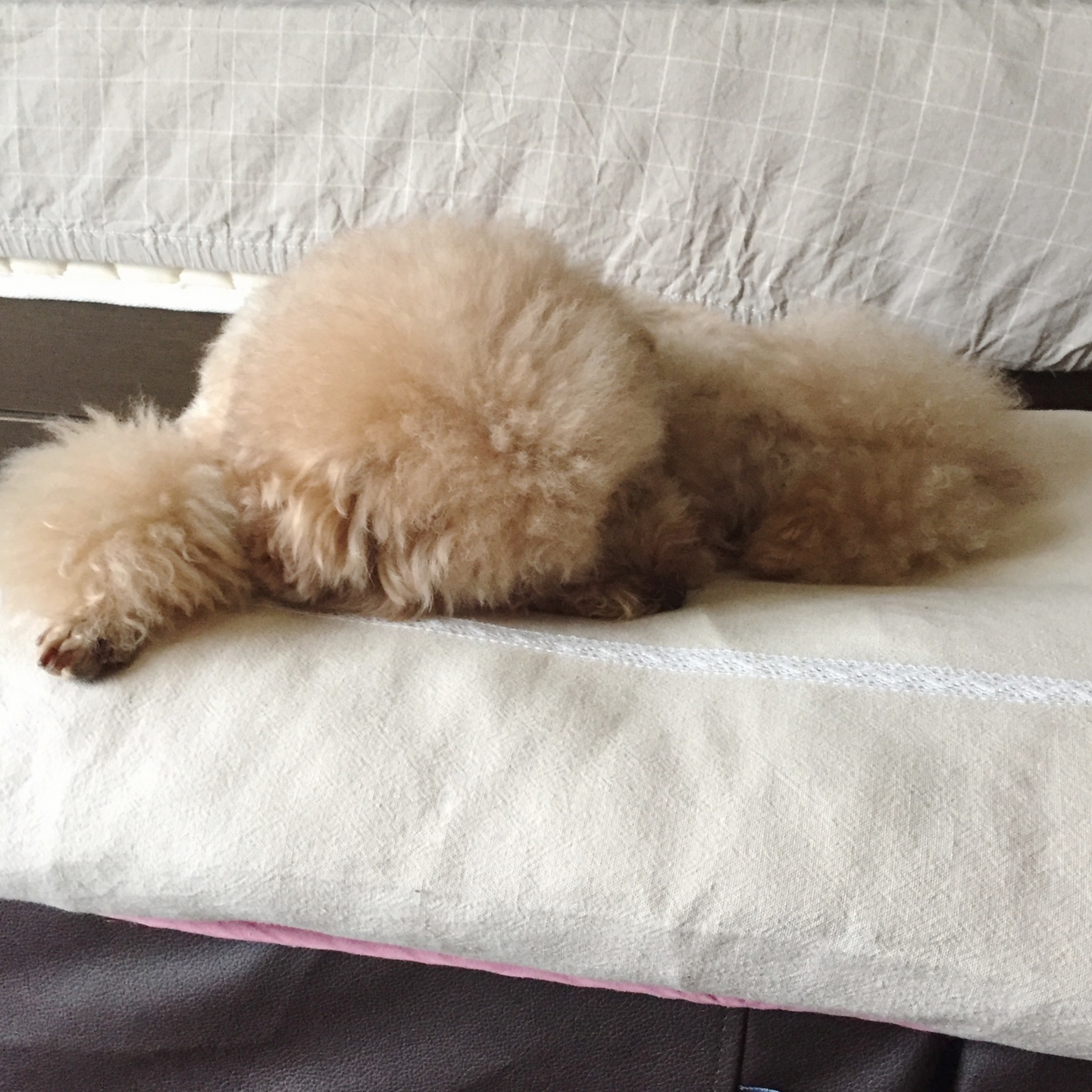 Zzz