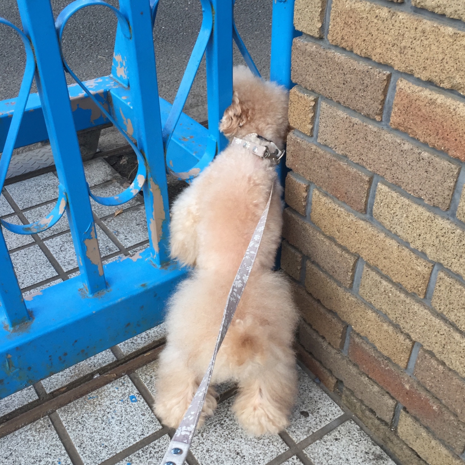 �{���̔`����