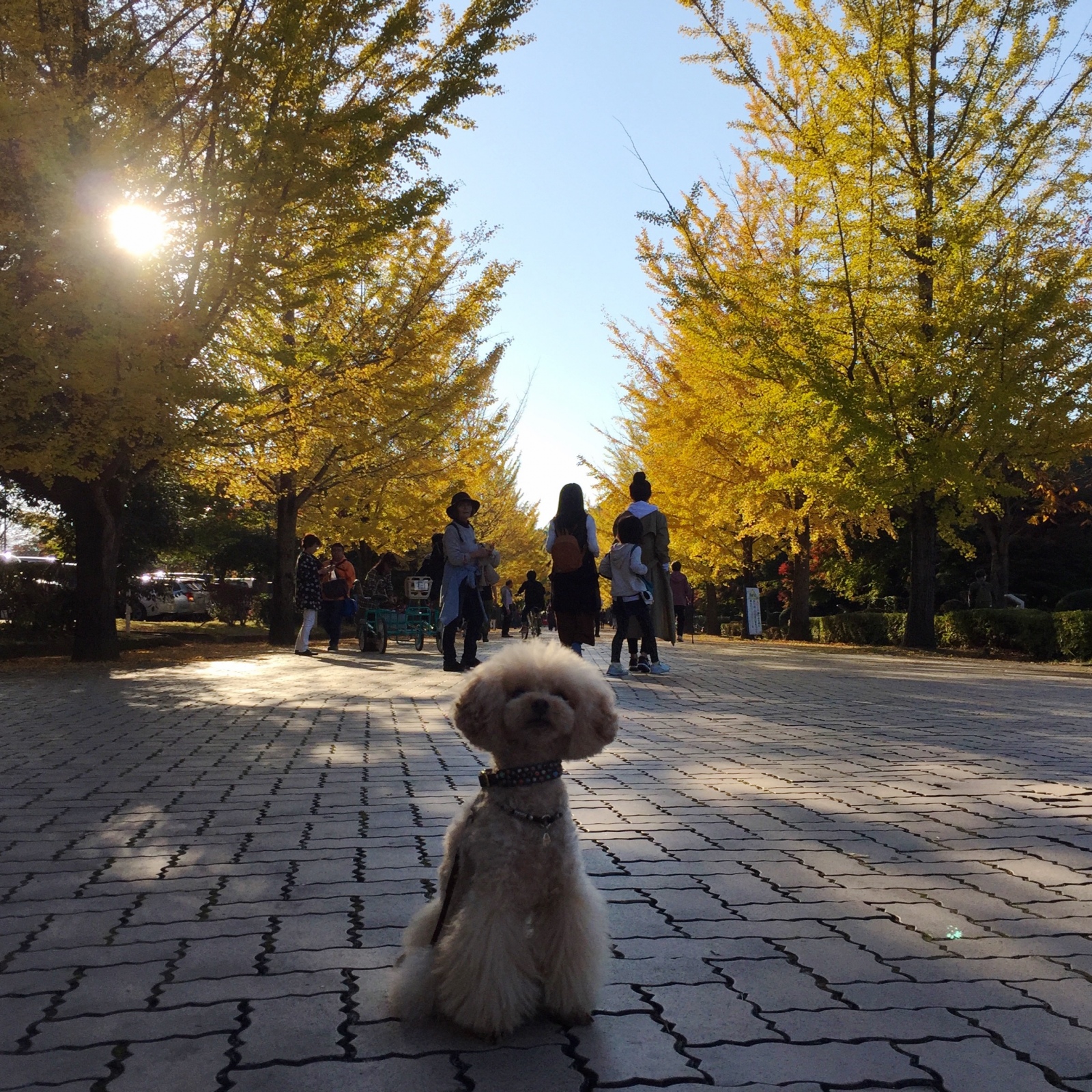 �~���[�Y�p�[�N