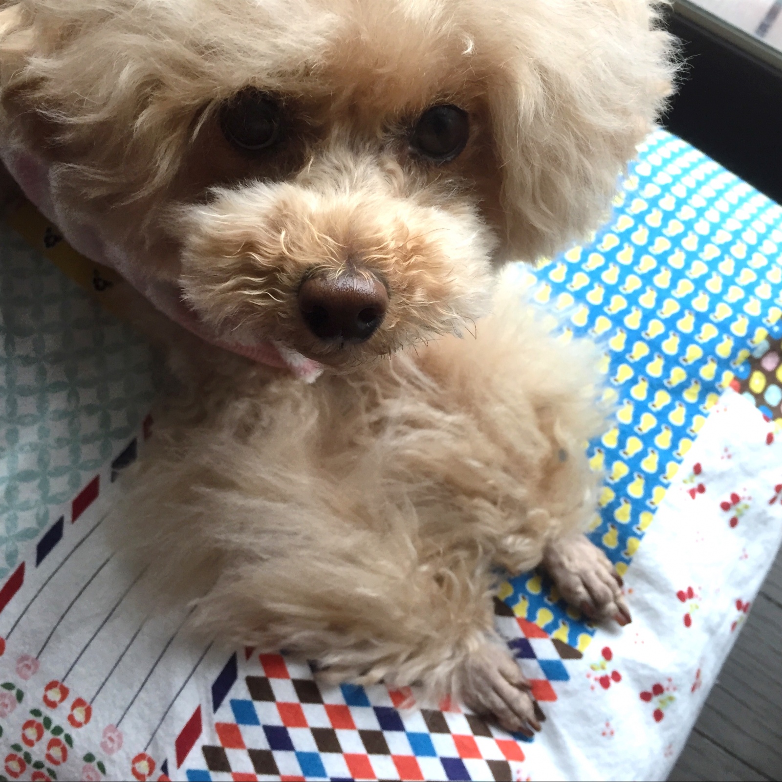 �o���J���̓�