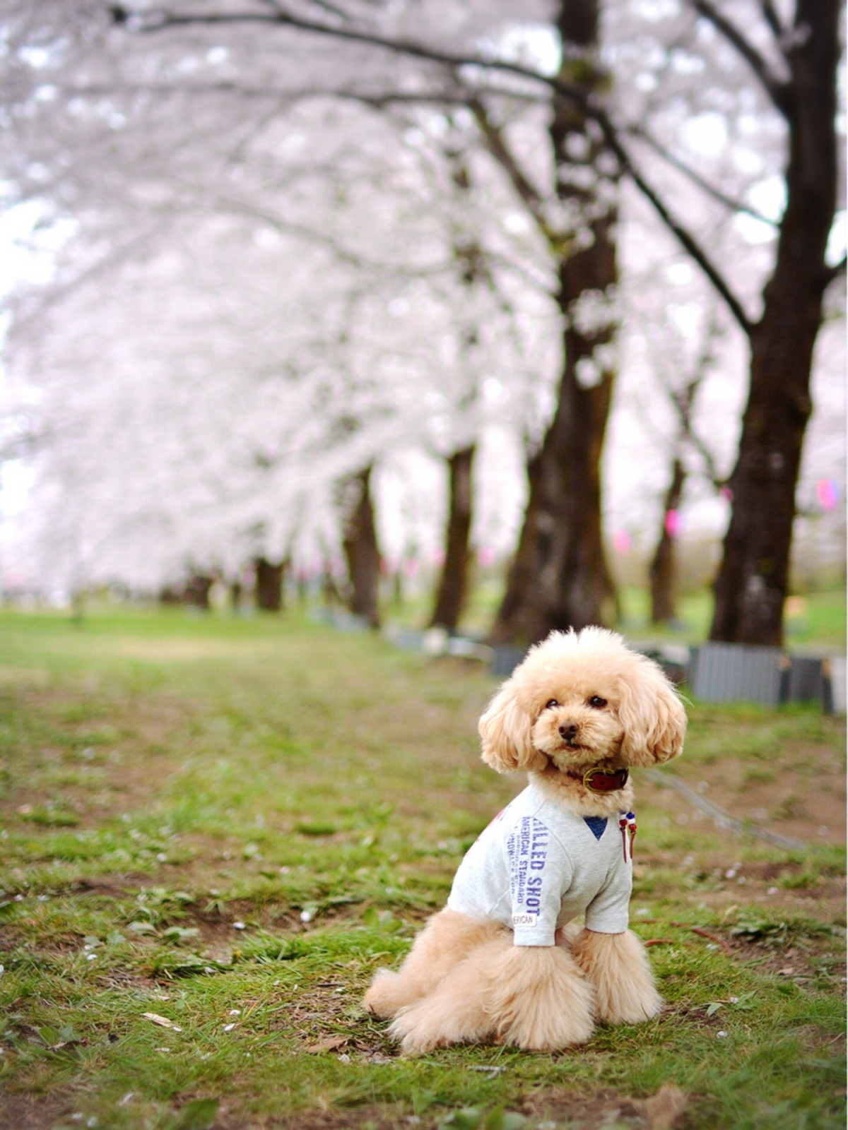 �ԏ��ʐ�{��