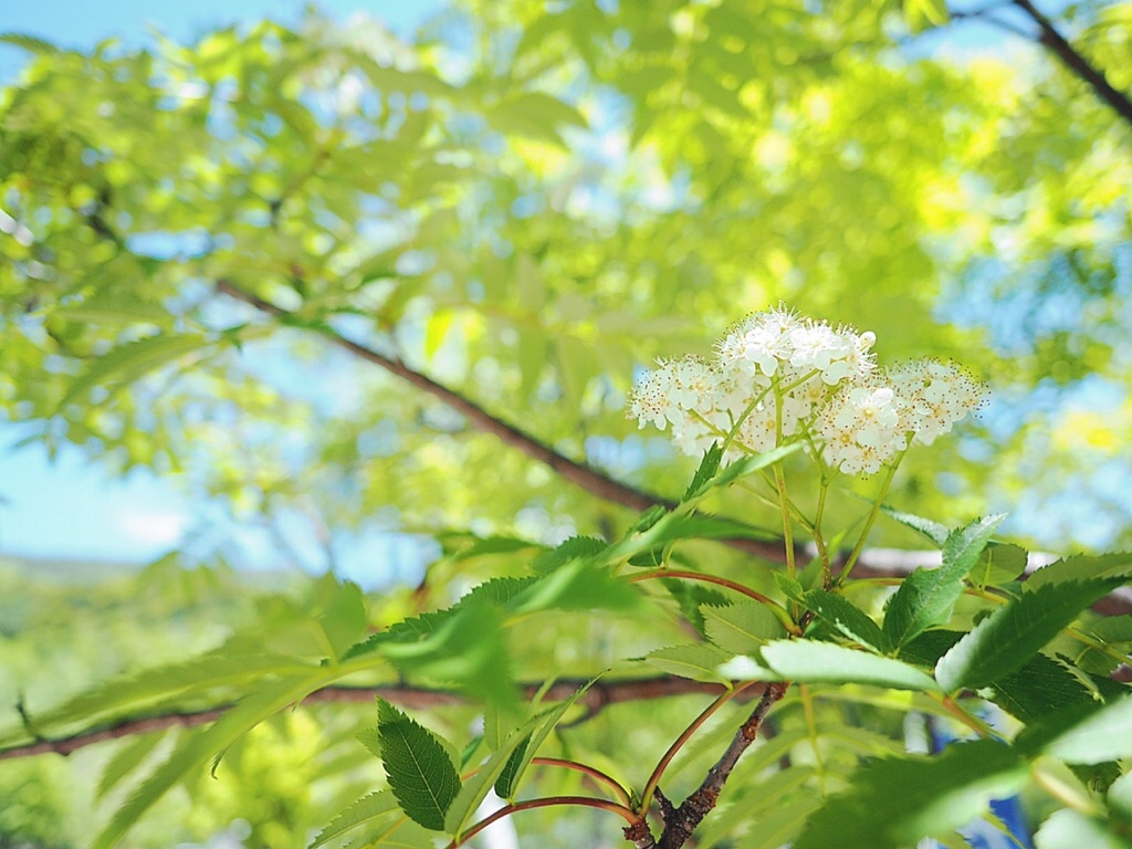 �i�i�J�}�h�̉�